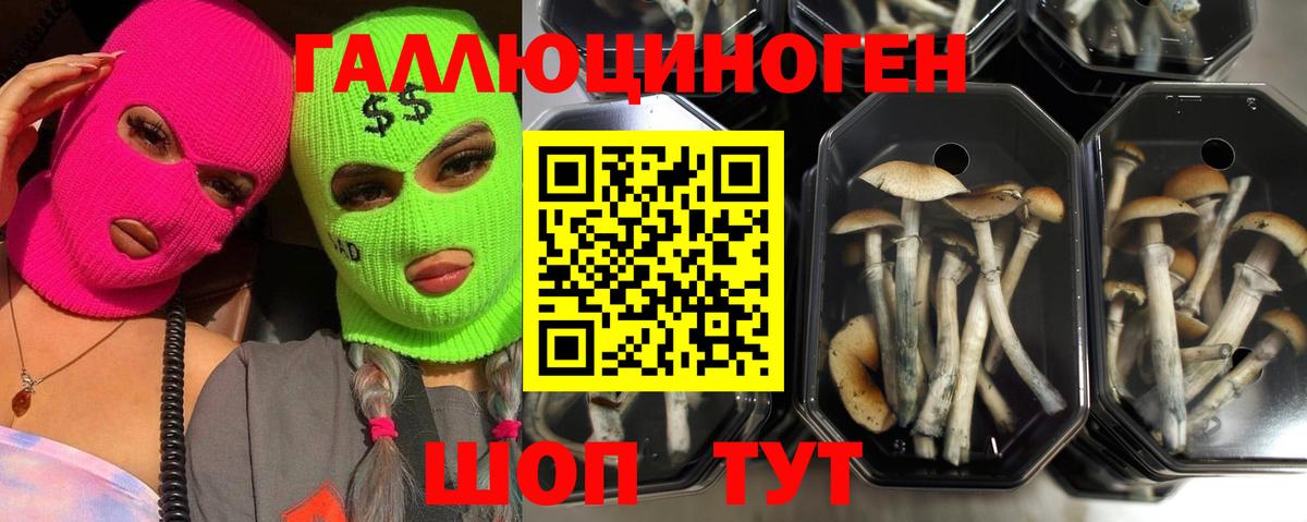 Галлюциногенные грибы Psilocybine cubensis Камышлов